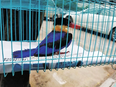 【河南在线-文字列表】【移动端-图片新闻列表】汝州市一村民救了一只蓝翡翠鸟 系国家三有保护动物