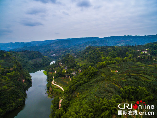 雅安雨城区:茶旅融合发展 多渠道助农增收