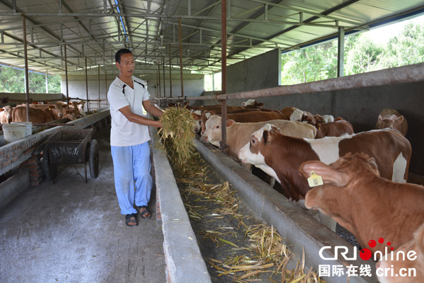 图片默认标题_fororder_养殖户正在投喂自家肉牛