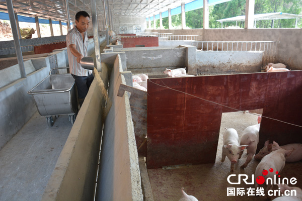 图片默认标题_fororder_养殖户正在投喂猪仔