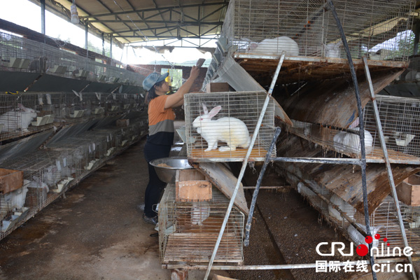 图片默认标题_fororder_养殖户正在投喂自家肉兔