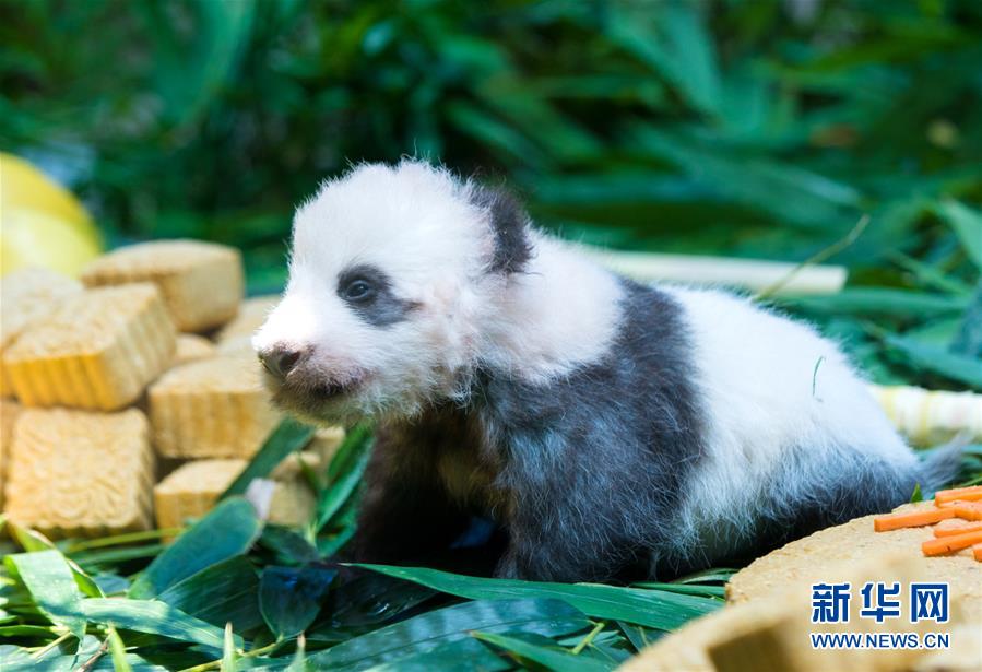 广州：熊猫宝宝“隆仔”与游客见面