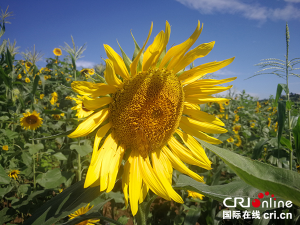 图片默认标题_fororder_向日葵花