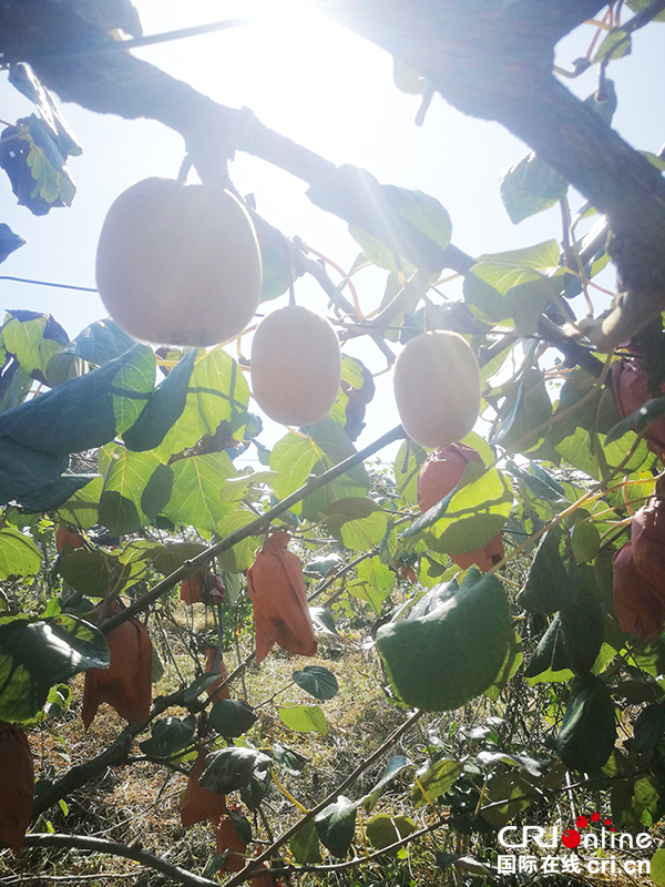 图片默认标题_fororder_猕猴桃