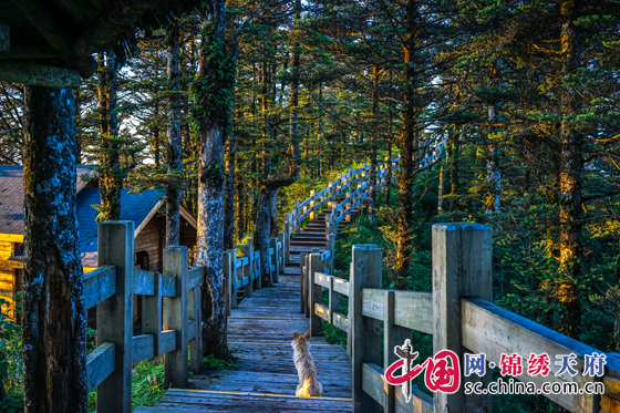 （市州列表，移动端）挖掘森林旅游价值 促进旅品持续升级