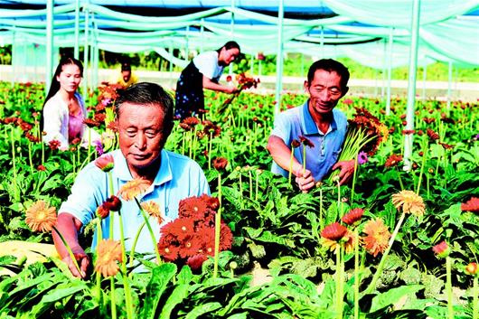 采摘鲜花迎双节