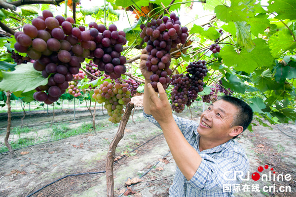 图片默认标题_fororder_都江堰柳街正在采摘葡萄的当地居民（摄影-何勃）