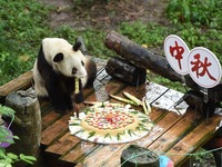 重庆：手工月饼送给大熊猫