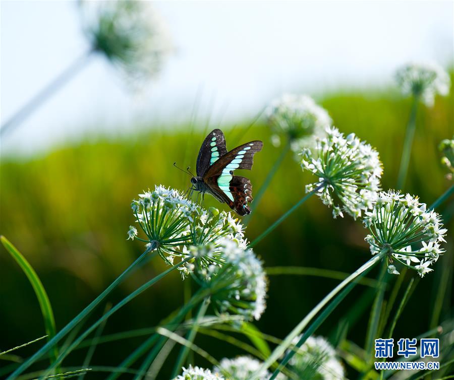 上海：农田里的秋虫私语