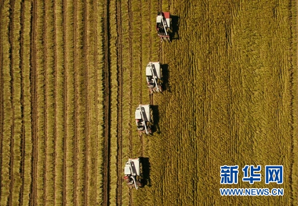 愛(ài)紅妝　更戀稻香——吉林兩位返鄉(xiāng)女大學(xué)生的“稻夢(mèng)空間”