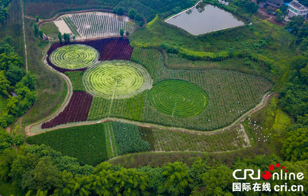 图片默认标题_fororder_白鹭花田舞蹁跹(2)