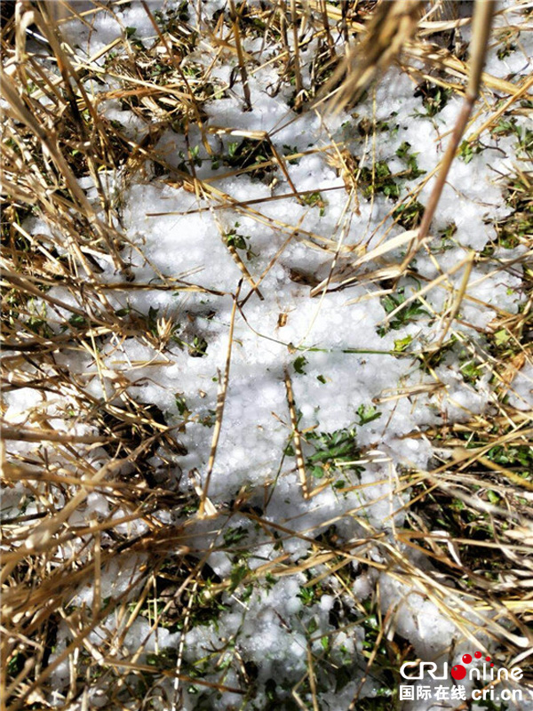 图片默认标题_fororder_3、冰雹袭击后的青稞田