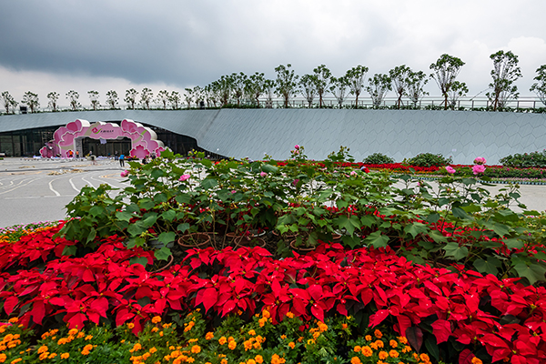 芙蓉园里话成都9月28日首届天府芙蓉花节亮相蓉城