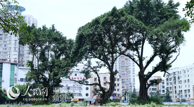 【区县联动】【荣昌】荣昌：保护百年古树 不建商场建广场