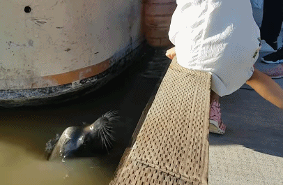 惊恐!疑似中国女孩在加拿大码头逗海狮玩被咬住拖入水