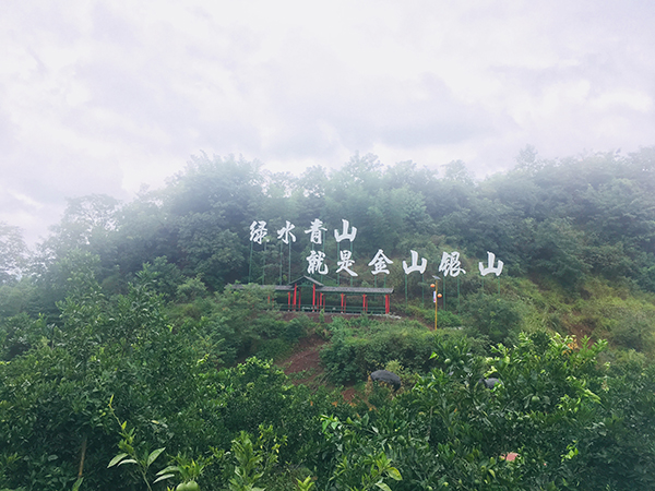 图片默认标题_fororder_龙兴村柑橘园一景