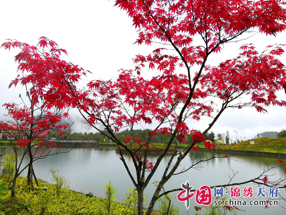 （乐游美食列表，移动端）向森林出发 西岭雪山国庆“0元旅游”