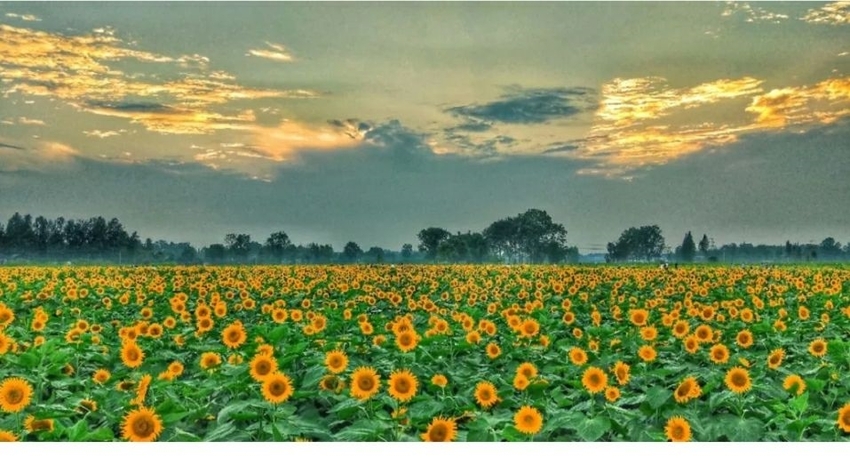 （导航成都，移动端）乡村振兴!体验中国未来乡村生活来天府农博园