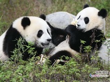 【掌上蜀SHOW 】一大群熊猫向你跑来超治愈
