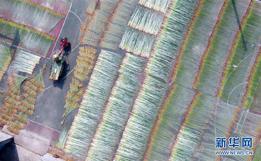 广西柳州：蔺草丰收 助农增收