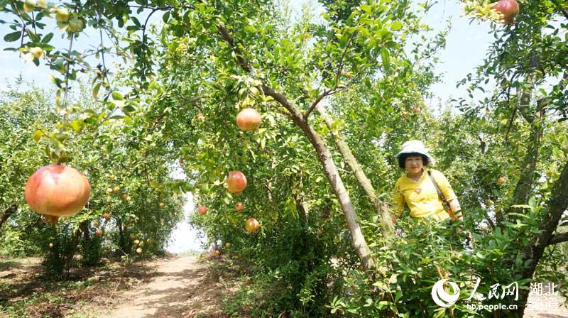 摘石榴、摘蜜橘、挖红薯 丹江口乡村游让市民体验丰收的喜悦