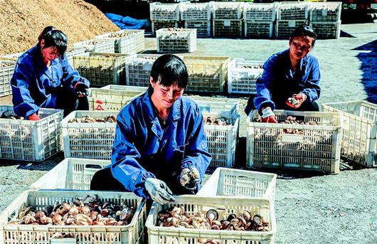 竹溪县大力发展优质食用菌产业 助推脱贫致富