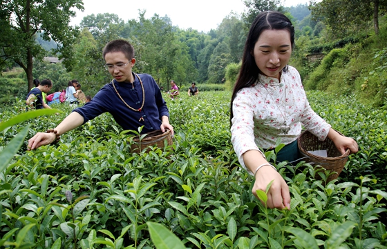 【区县联动】【黔江】游客与黔江当地村民学做“手工茶”
