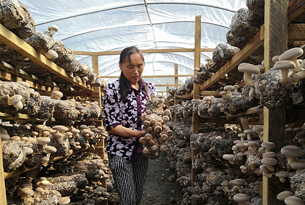 图片默认标题_fororder_平武老百姓积极发展菌菇产业增收致富