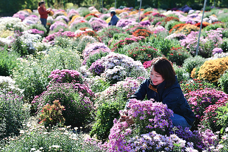北京延庆35种新品菊花描绘美丽世园大格“菊”