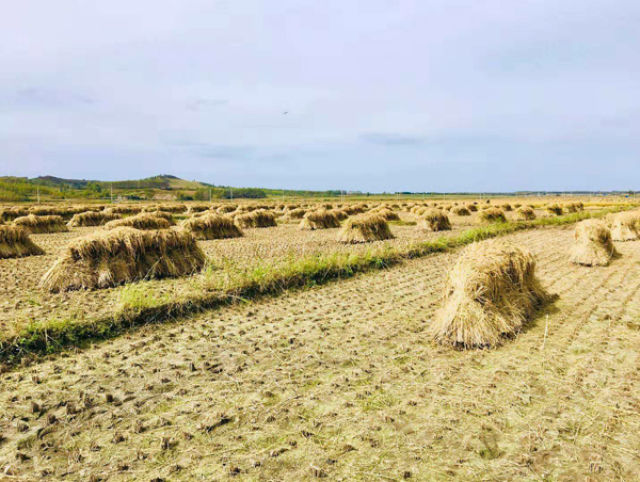 吉林省“黄金水稻带”丰收图景背后的“时代之变”