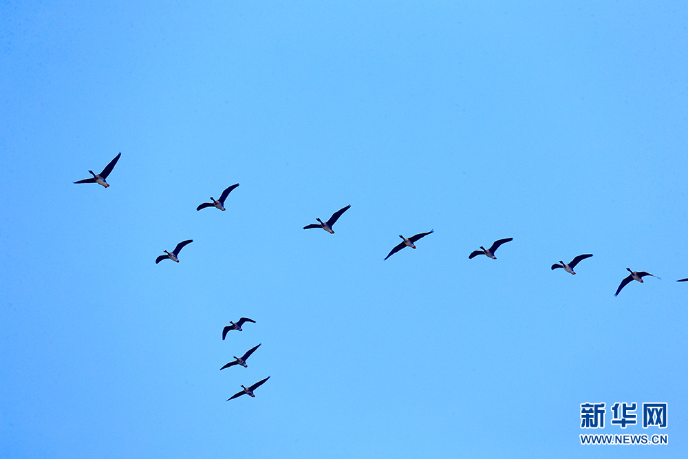 莫莫格:雁鹭漫舞 白鹤探秋 莫莫格:雁鹭漫舞 白鹤探秋