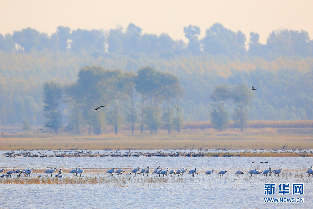 莫莫格:雁鹭漫舞 白鹤探秋 莫莫格:雁鹭漫舞 白鹤探秋