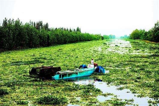 涨渡湖湿地剿灭水葫芦长假不休