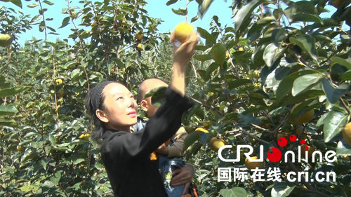 【专题 滚动】河南鲁山：硕果飘香 助民增收