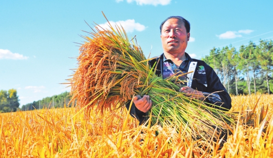 黑龙江——全国最大优质粳稻主产区