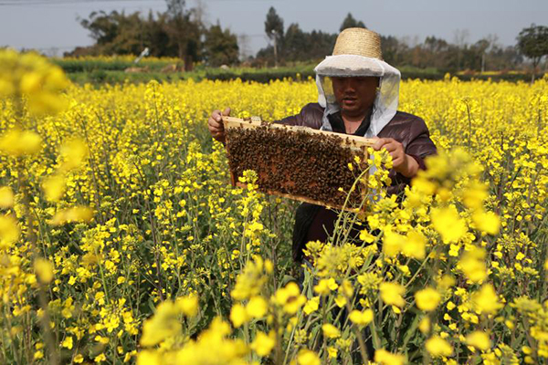 图片默认标题_fororder_科学养蜂