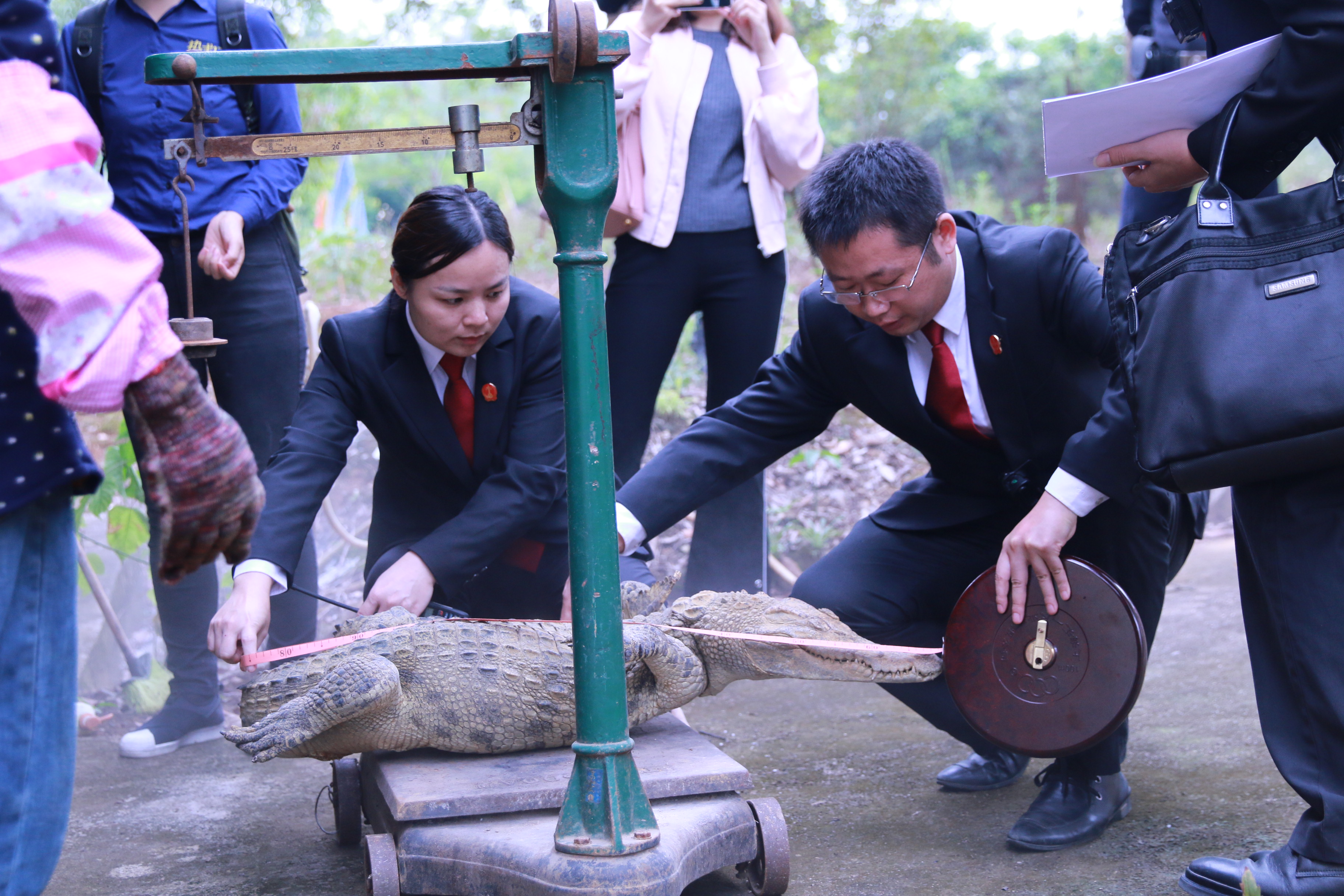 江南区法院在扶绥一家鳄鱼养殖公司对执行标的进行核查。执行_fororder_微信图片_20181011101758