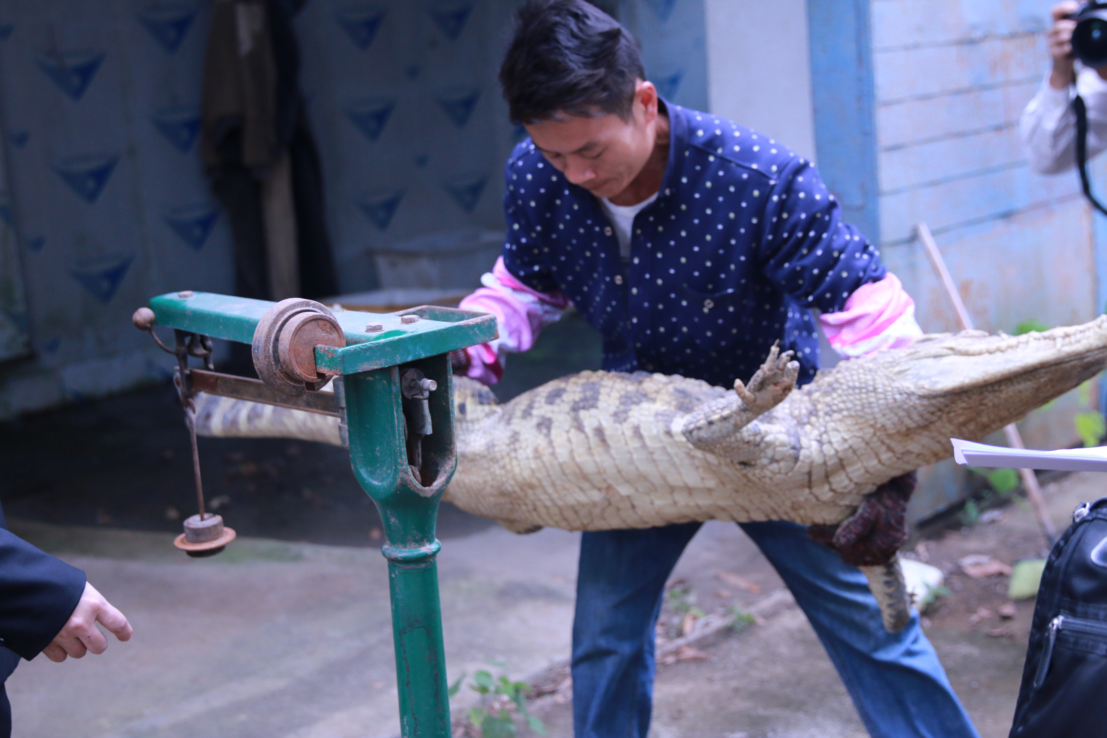 江南区法院在扶绥一家鳄鱼养殖公司对执行标的进行核查_fororder_微信图片_20181011103508