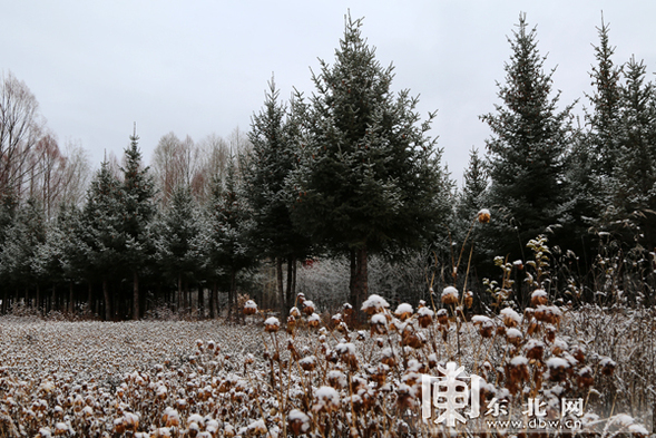 “中国最冷小镇”呼中飘起浪漫雪花