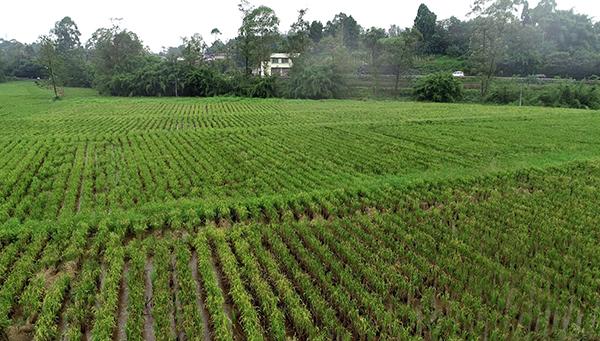 图片默认标题_fororder_犍为县成片蓄留再生稻