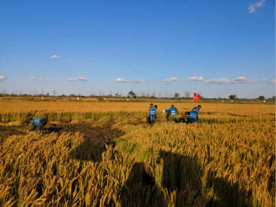 青岛“海水稻”城阳上马基地试种成功 亩产261.39公斤
