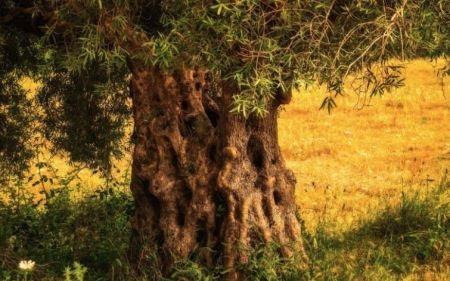 葡萄牙最古老橄榄树3350年“高寿”，还在产橄榄！