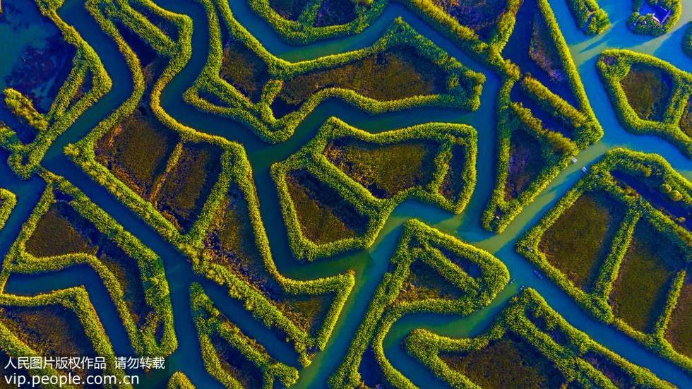 江苏泗洪：湿地迷宫秋景如画