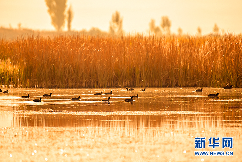 新疆特克斯河国家湿地公园进入最佳观赏期