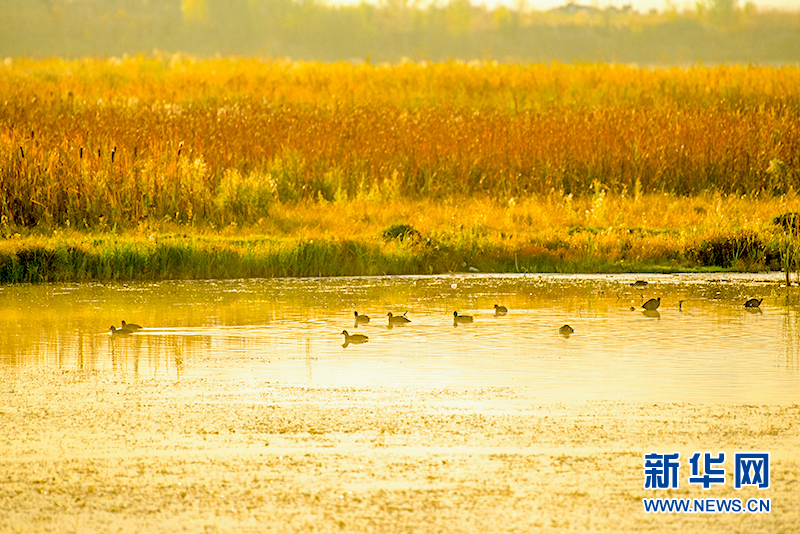 新疆特克斯河国家湿地公园进入最佳观赏期