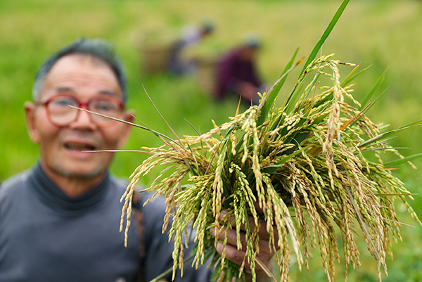 图片默认标题_fororder_永兴镇陈家湾村的农民在田间展示颗粒饱满的再生稻