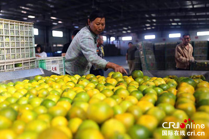宜昌夷陵区柑橘销售突破10.6万吨