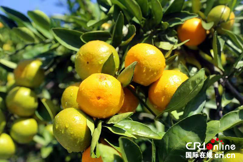 宜昌夷陵区柑橘销售突破10.6万吨
