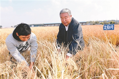 辽中区卡力玛院士工作站再创佳绩 “北粳”稻亩产超700公斤