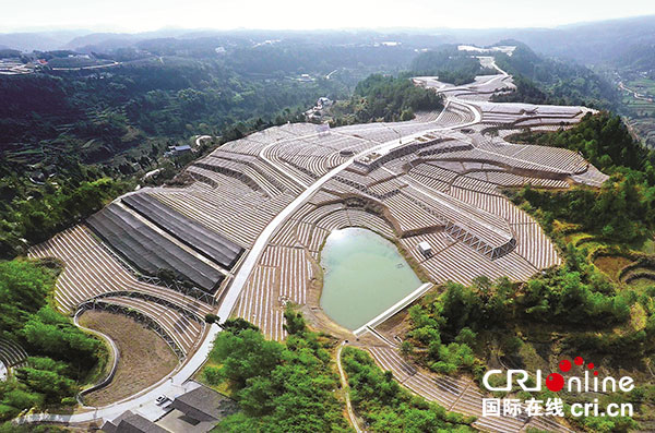 旺苍县木门镇三合村科技扶贫黄茶产业园区(四川省扶贫移民局 供图)